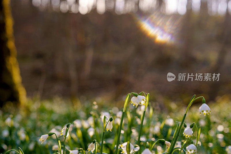 美丽盛开的早春雪花花leucojum vernum在春天森林。森林地面上覆盖着春天的雪花。Leucojum vernum